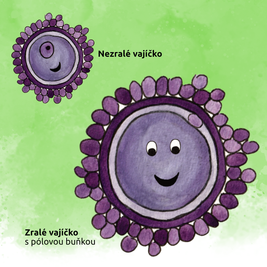 Oocyt dozrál a je připraven na cestu